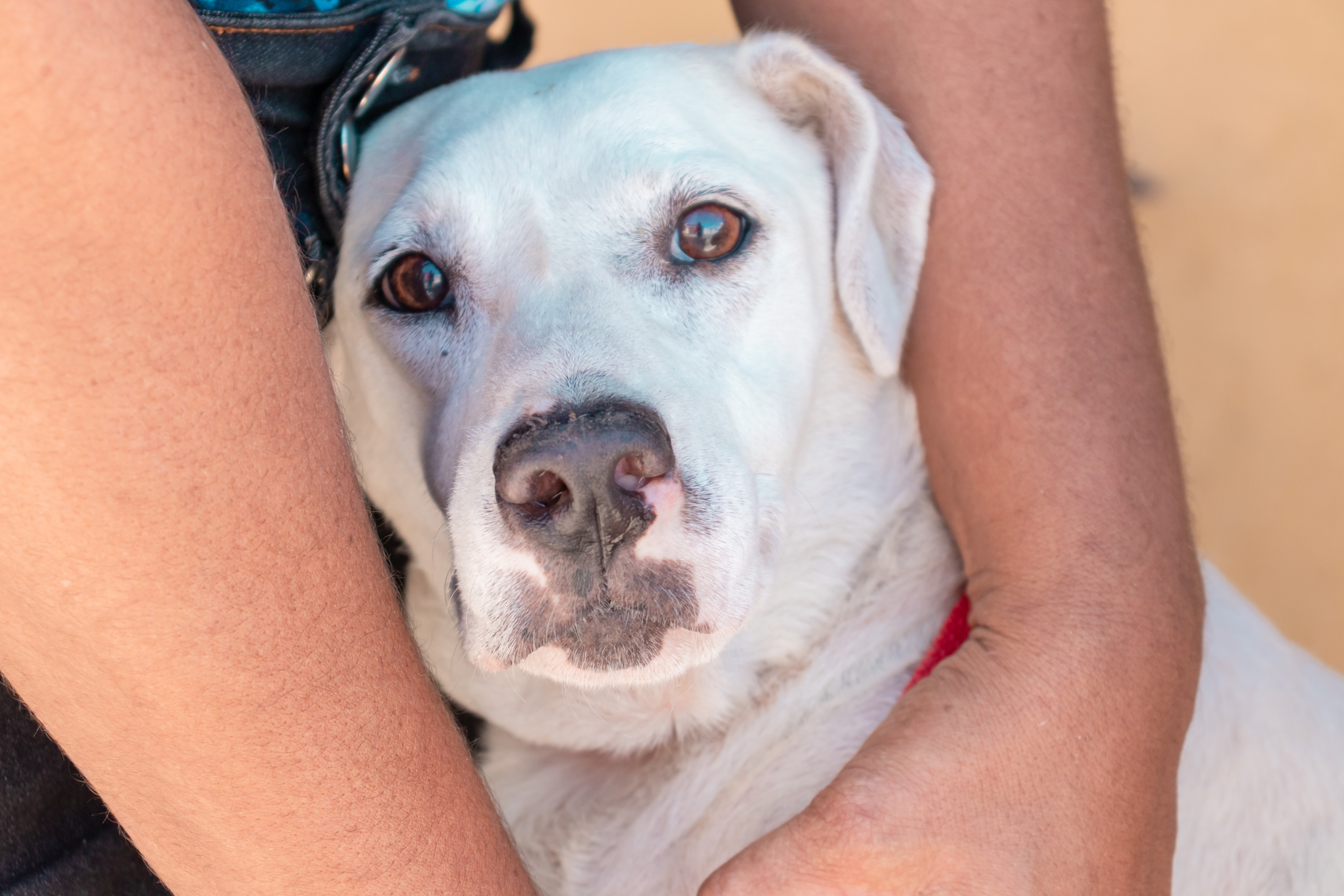 Médico veterinário dá dicas para os cuidados com os pets durante o São João