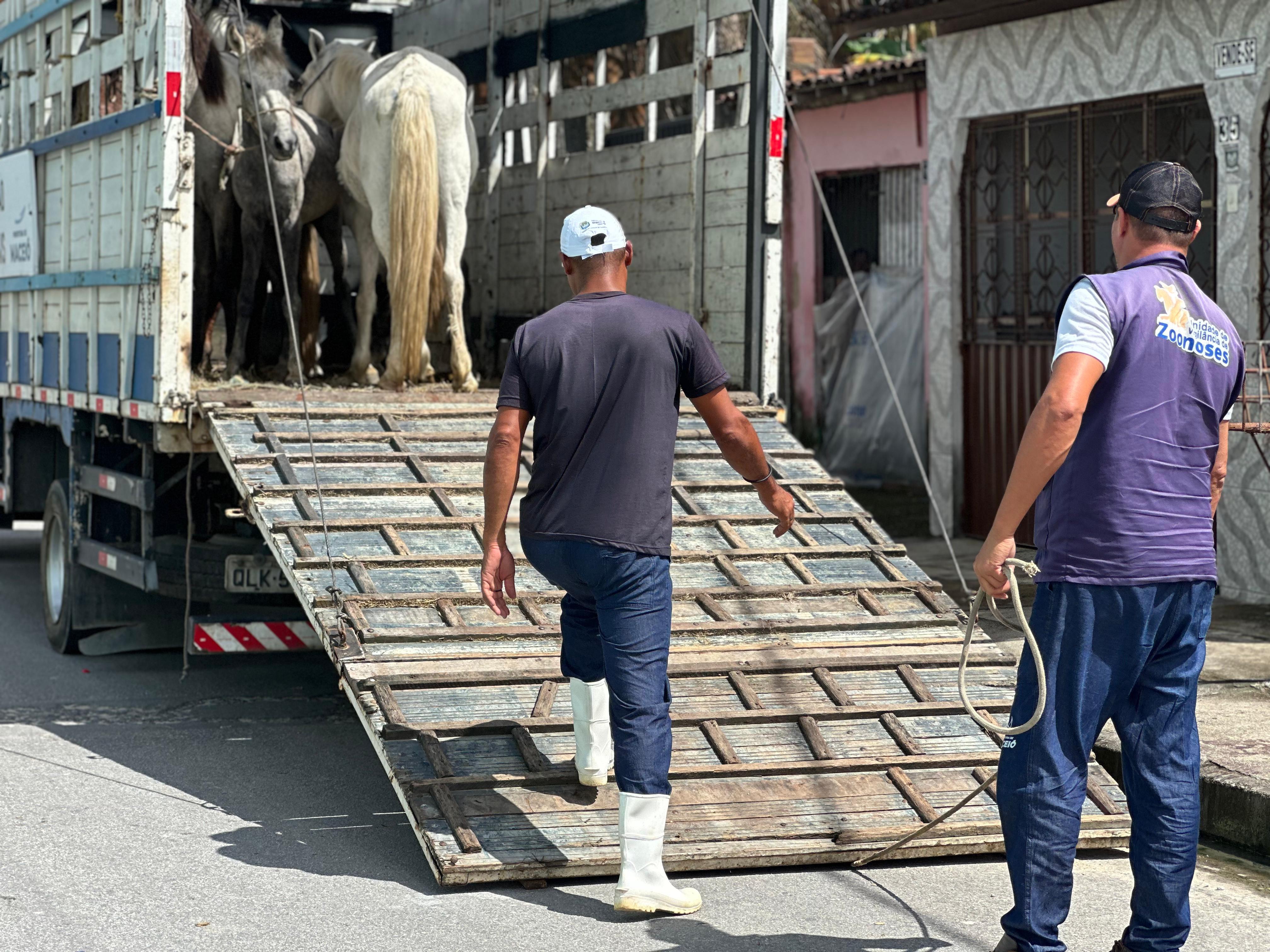 Participantes do Projeto Ecoleta doam cavalos que puxavam carroças