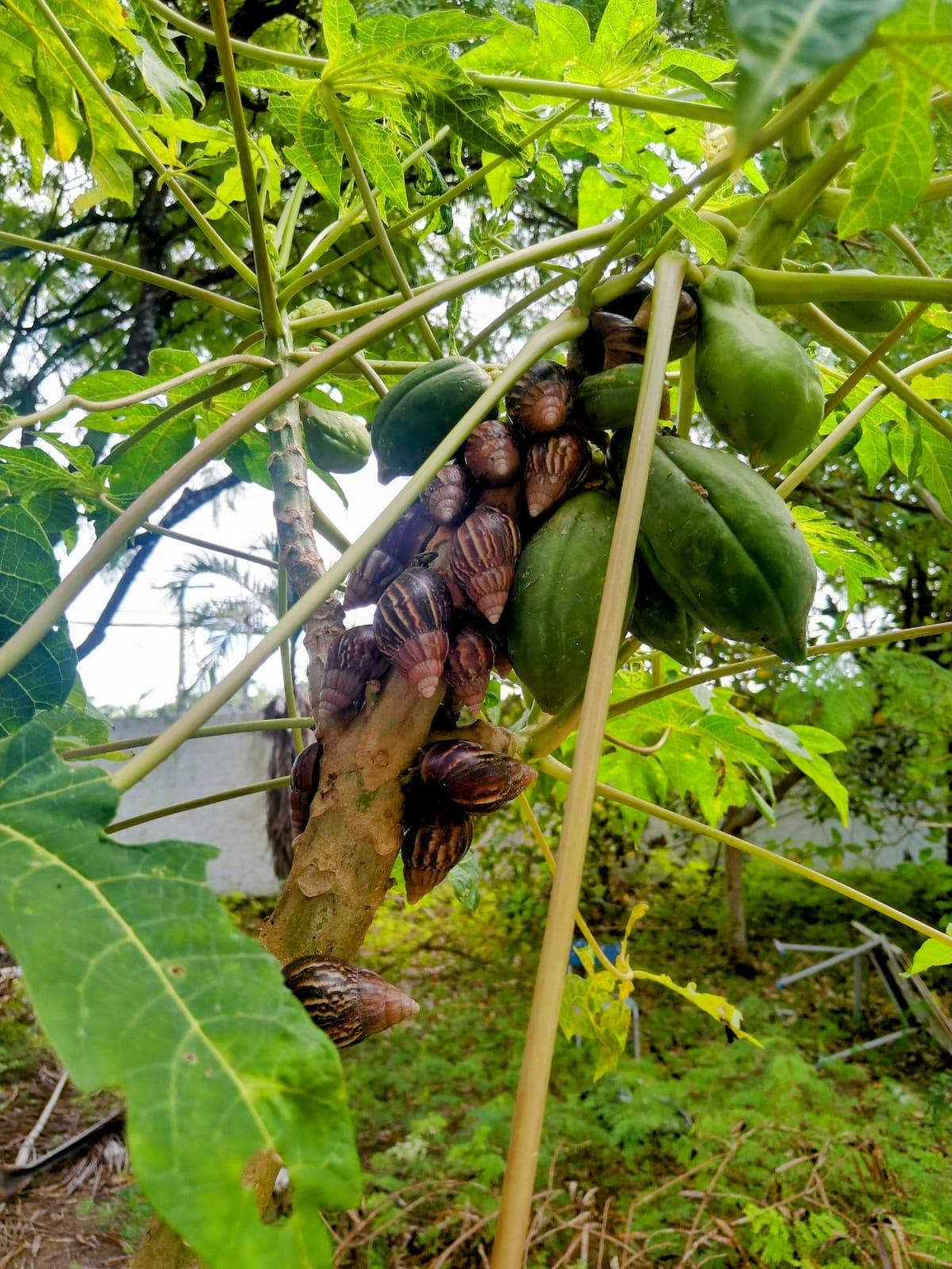 Saúde alerta para alta incidência de caramujos africanos na quadra chuvosa