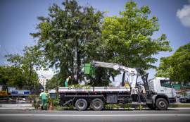 Prefeitura de Maceió intensifica poda de árvores em avenidas da capital