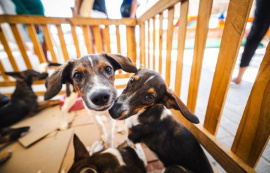 Prefeitura promove Feira de Adoção Animal neste sábado (24) em faculdade de Maceió