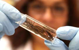 Saúde orienta maceioenses sobre a doença de Chagas
