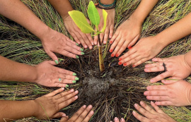 Com arborização, Prefeitura faz de Maceió uma cidade mais sustentável