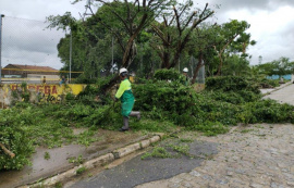 Prefeitura de Maceió orienta como solicitar poda de árvore de forma gratuita