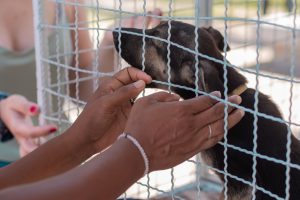 As feiras de adoção tem ajudado a reduzir o número de cães e gatos abandonados em Maceió. Foto: Victor Vercant/Ascom SMS