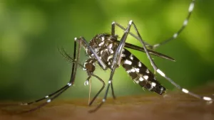 Mosquito Aedes aegypti (Foto: reprodução Internet)