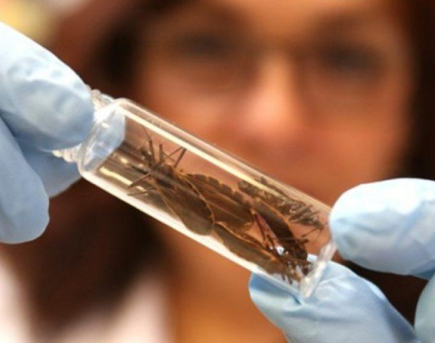 Saúde orienta sobre riscos, prevenção e tratamento da Doença de Chagas