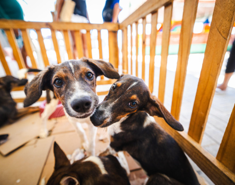 Prefeitura de Maceió efetiva políticas públicas de saúde e bem-estar animal