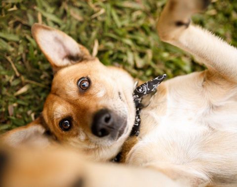 Prefeitura de Maceió realiza Feira de Adoção Animal, neste sábado (31)