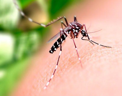 Saúde orienta população sobre prevenção à Dengue, Zika e Chikungunya