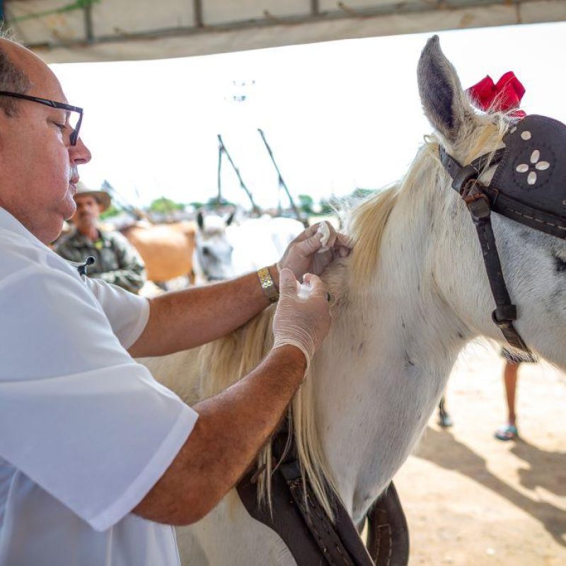 VI Feira do Cavalo da Maia