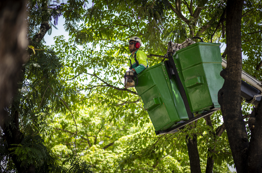 Poda de árvore visa segurança dos maceioenses. Foto: Alisson Frazão/Secom Maceió