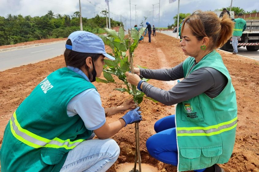 Cerca de 1.300 árvores serão plantadas na região. Foto: Ascom Sudes