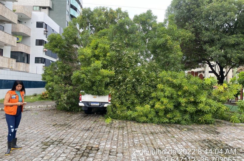 Devido as fortes chuvas e ventos, árvore sucumbiu. Foto: Ascom Sudes