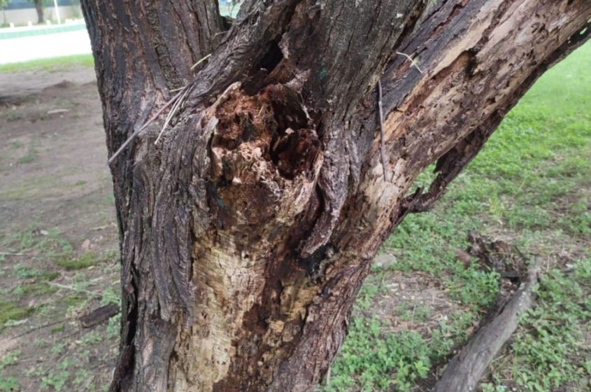 Algumas árvores apresentavam problemas como pragas e doenças. Foto: Ascom Sudes