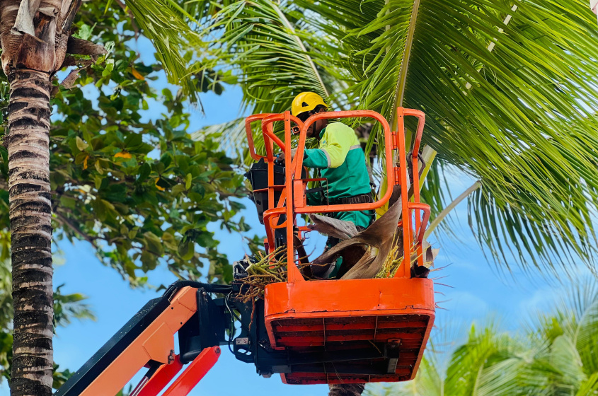 A limpeza dos coqueiros é um trabalho rotineiro e visa evitar acidentes com a queda de galhos. Foto: Crystália Tavares/Ascom Alurb