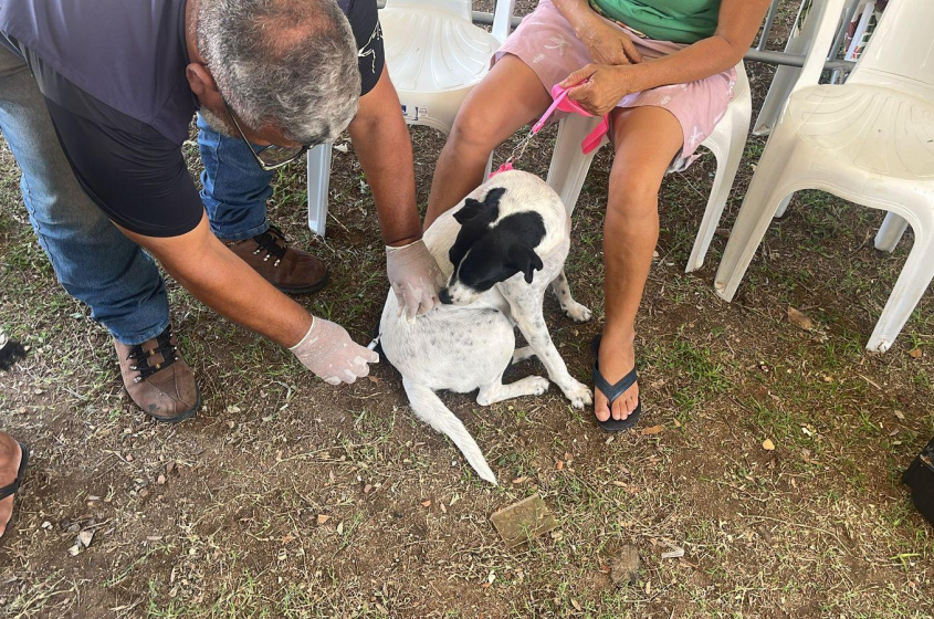 Pets são vacinados contra a raiva. Foto: Ascom Segov