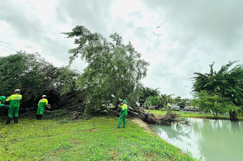 Em outra frente de serviços, a Alurb atua no recolhimento de árvores que caem durante as chuas. Foto: Crystália Tavares/Ascom Alurb