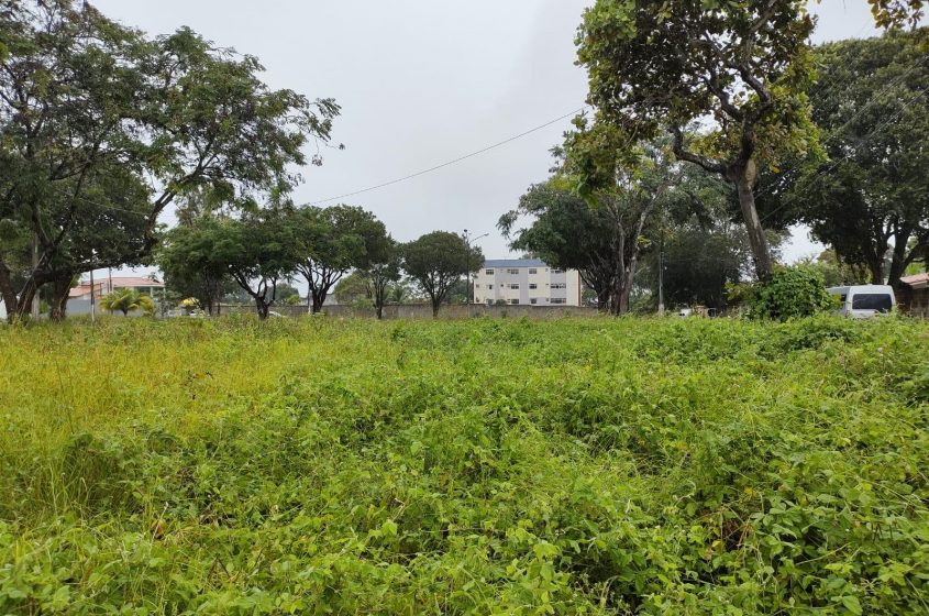 Vegetação alta esconde pontos de foco de dengue e animais peçonhentos. Foto: Ascom Sudes