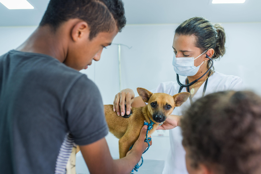 Animais passam por consultas veterinárias em ações itinerantes. Foto: Secom Maceió