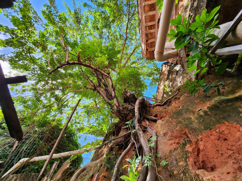 Árvore causava risco à casa dos moradores. Foto: Ascom Segov