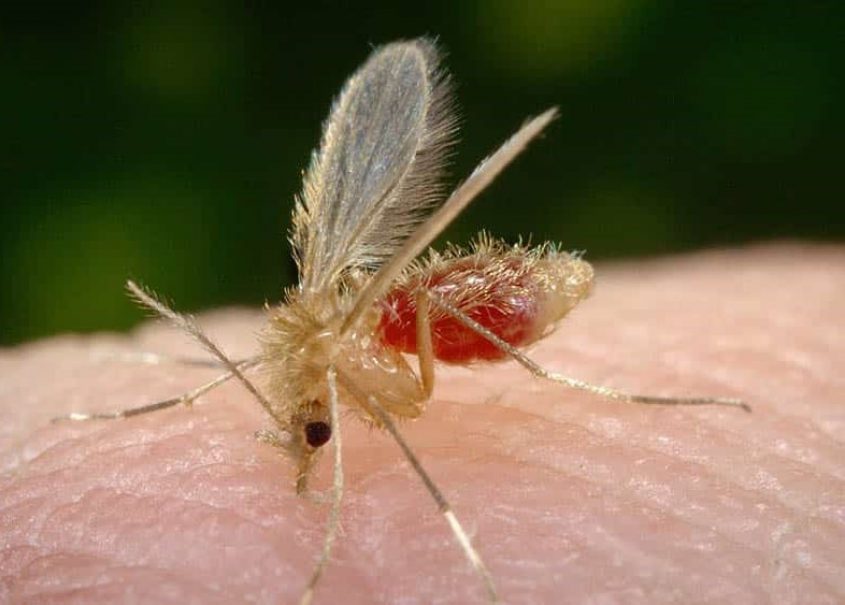 Mosquito-palha é o transmissor da Leishmaniose Visceral. Foto: Reprodução Internet