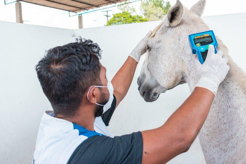 Animais resgatados passam por avaliação da equipe técnica e recebem cuidados necessários. Foto: Ascom SMS