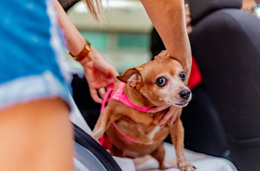 Saiba como transportar animais de estimação de forma correta e segura em veículos