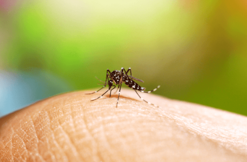 Mobilização nacional de prevenção  à dengue acontece neste sábado (14)