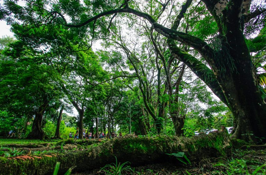 Dia do Meio Ambiente: Prefeitura de Maceió realiza ações para preservar a natureza
