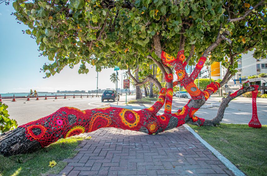 Algodoeiro-da-praia ganha intervenção com crochê e se transforma em espaço criativo na orla