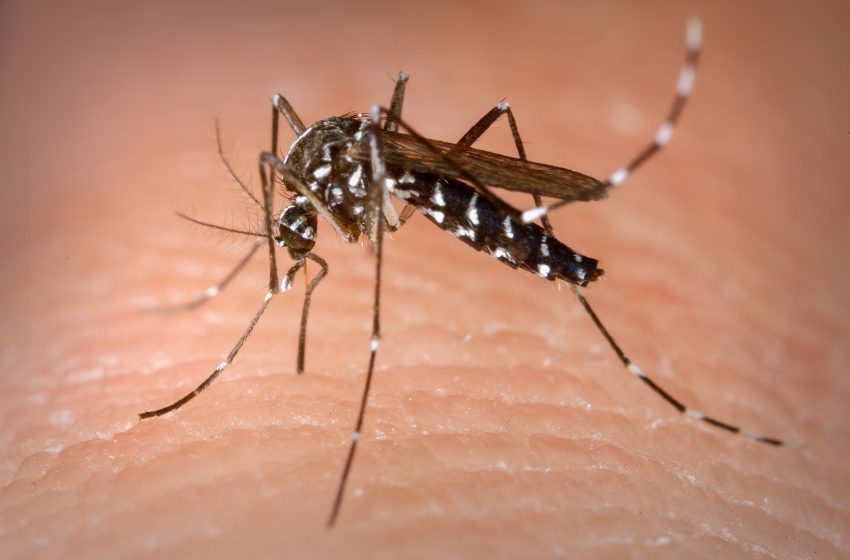 Agentes de endemias eliminam focos do Aedes aegypti no corredor Vera Arruda