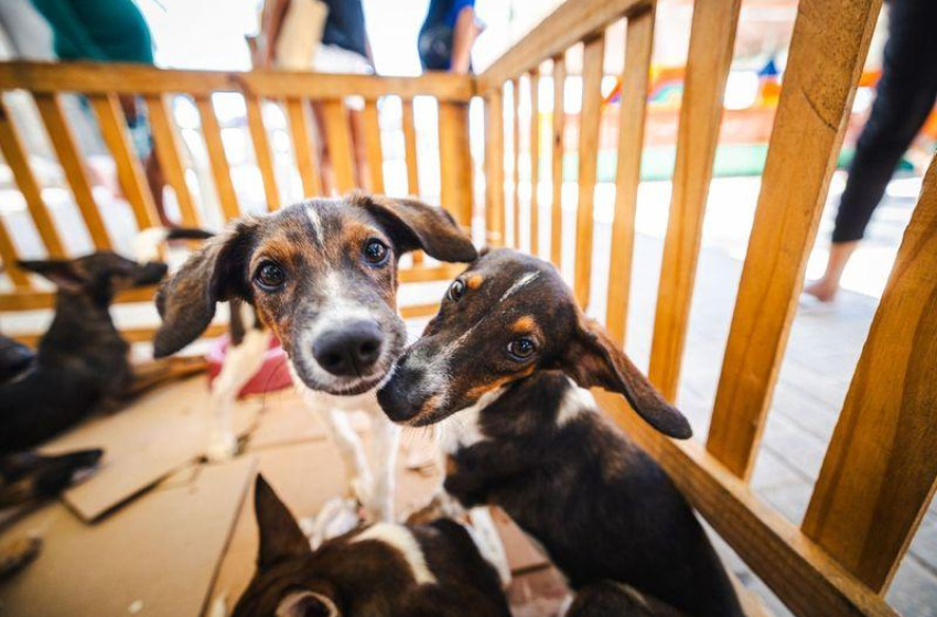 Prefeitura promove Feira de Adoção Animal neste sábado (24) em faculdade de Maceió