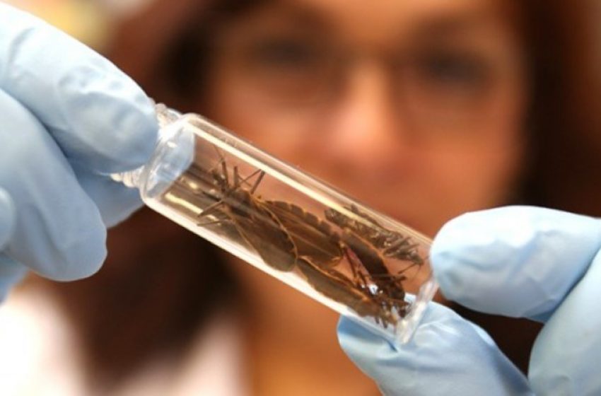Profissionais de saúde são capacitados sobre Doença de Chagas e Leptospirose