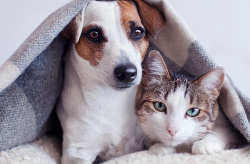 Gabinete da Causa Animal inicia campanha de arrecadação de agasalhos para pets