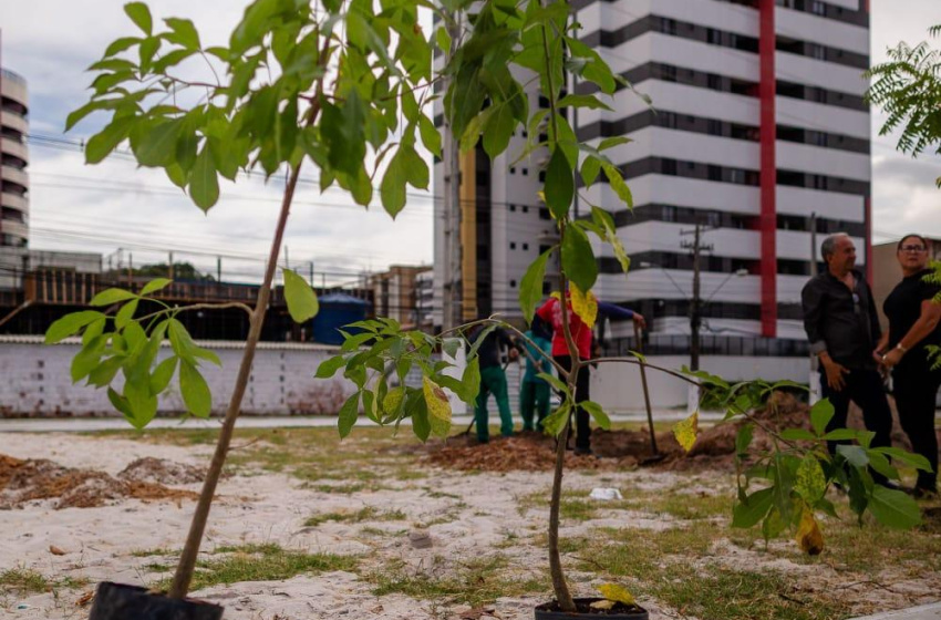 Desenvolvimento Sustentável planta baobá no Benedito Bentes, nesta segunda-feira (19)