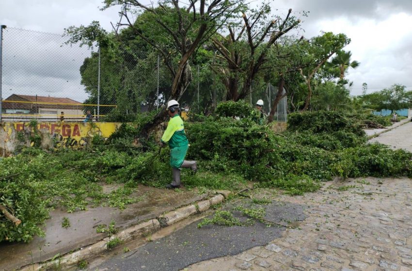 Como forma de prevenção, Prefeitura intensifica poda de árvores em toda a cidade