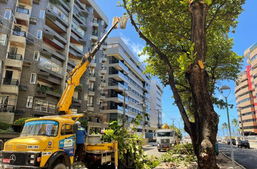 Desenvolvimento Sustentável realiza operação de poda de árvores na Avenida Sandoval Arroxelas