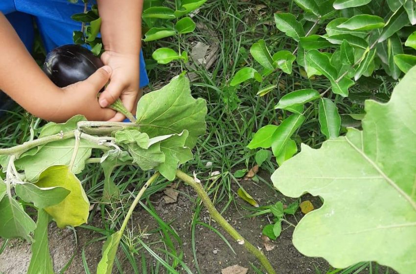 Comunidade fará colheita de legumes na horta de creche no Benedito Bentes