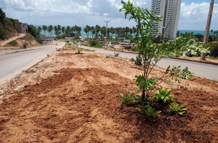 Prefeitura de Maceió inicia plantio de árvores em canteiro da Rota do Mar