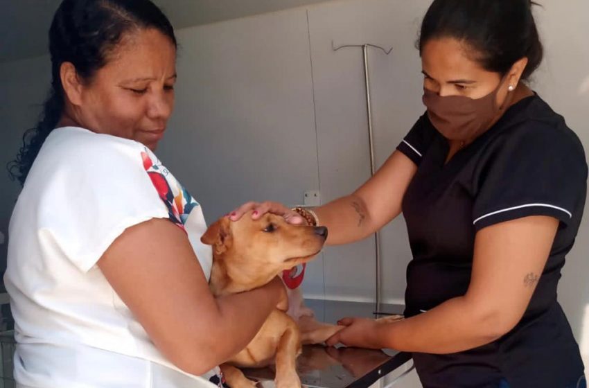 Gabinete da Causa Animal orienta tutores sobre cuidados com os pets após castração