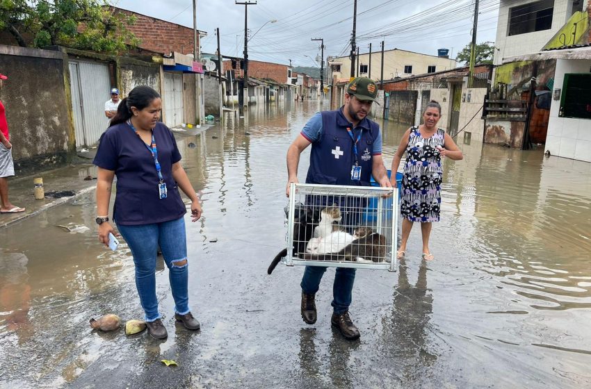 Prefeitura garante assistência aos animais de moradores desabrigados por conta das chuvas