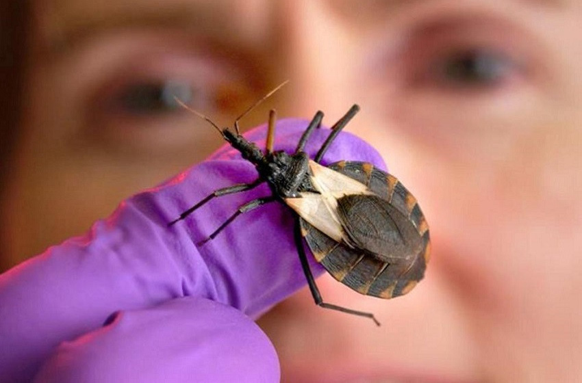 Saúde de Maceió orienta sobre diagnóstico e tratamento da Doença de Chagas