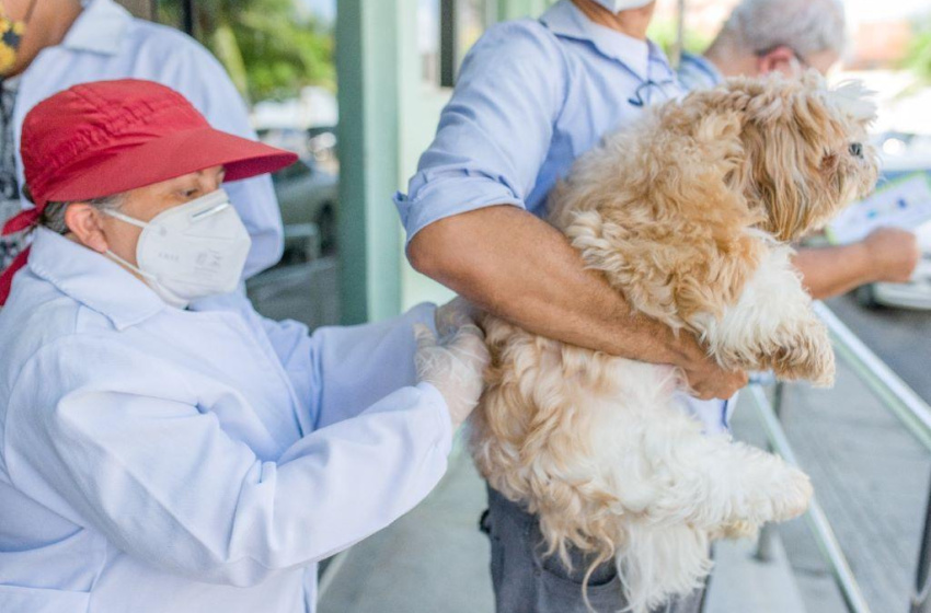 Saúde imuniza cães e gatos na parte baixa de Maceió no próximo fim de semana