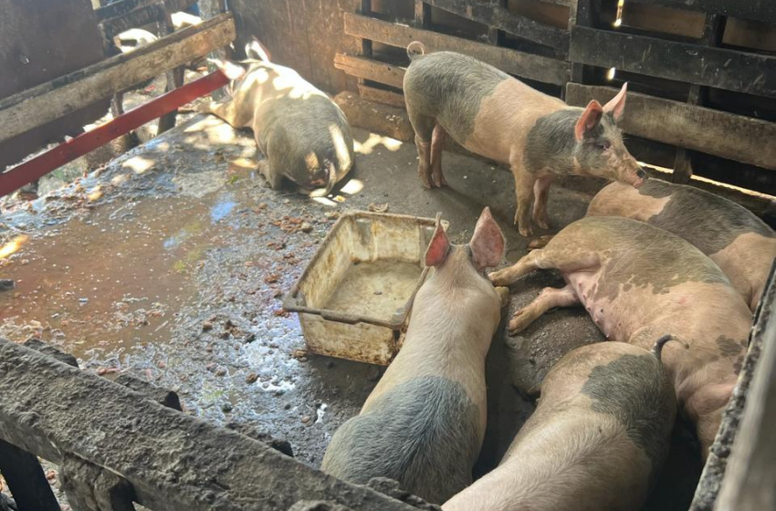 Órgãos fiscalizadores realizam ação contra o abate clandestino de suínos