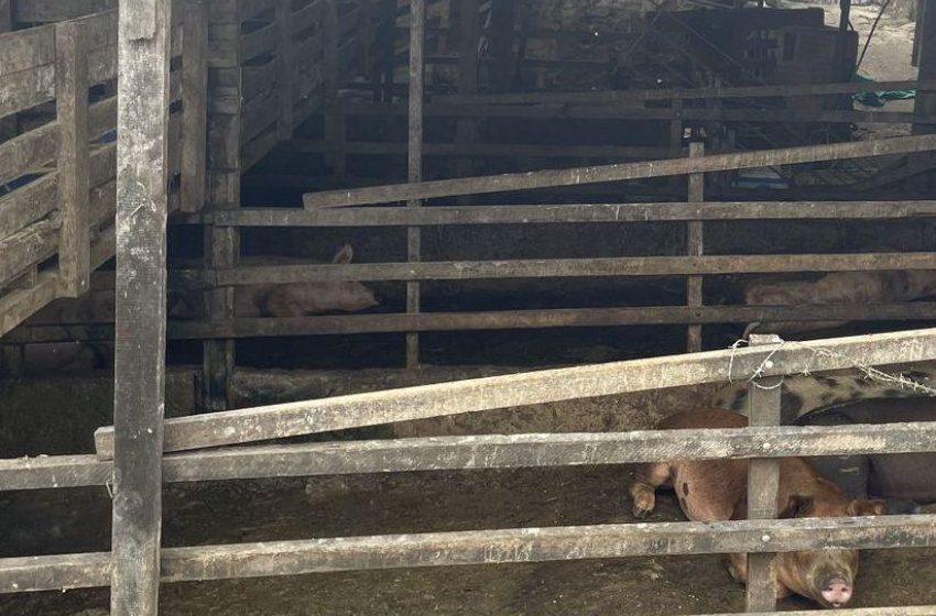 Operação de órgãos fiscalizadores combate abate clandestino de suínos na parte alta de Maceió