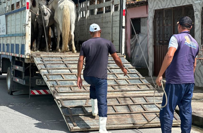 Participantes do Projeto Ecoleta doam cavalos que puxavam carroças