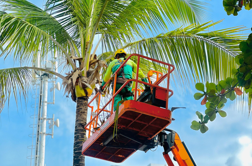 Autarquia de Desenvolvimento Sustentável intensifica limpeza de coqueiros da orla
