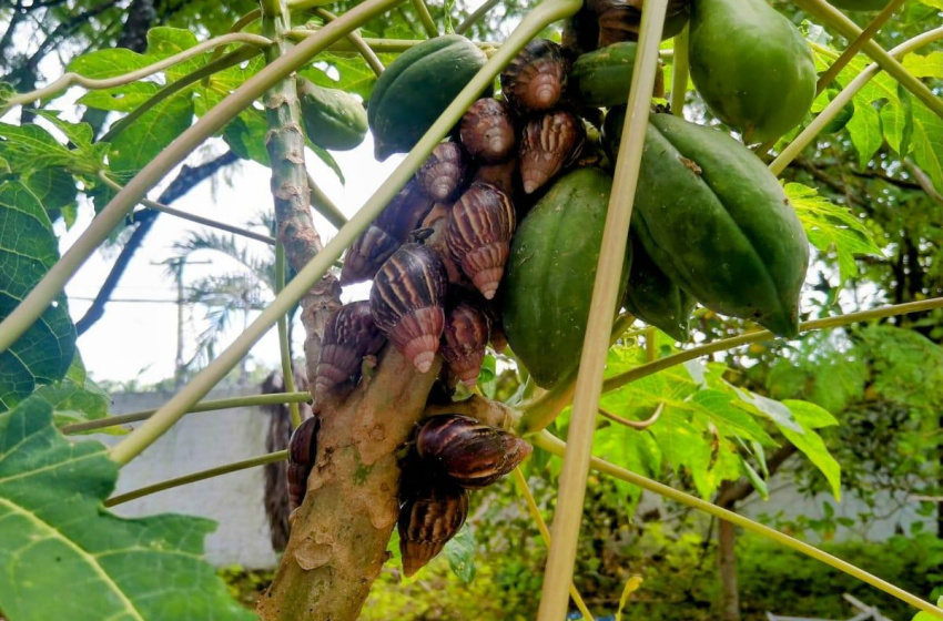 Saúde alerta para alta incidência de caramujos africanos na quadra chuvosa