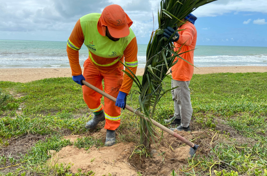 Orla marítima recebe plantio de coqueiros com preservação da vegetação local